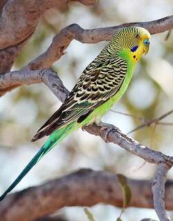 虎皮鹦鹉 / Budgerigar / Melopsittacus undulatus