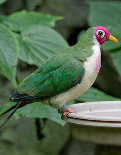 粉头果鸠 / Jambu Fruit Dove / Ptilinopus jambu