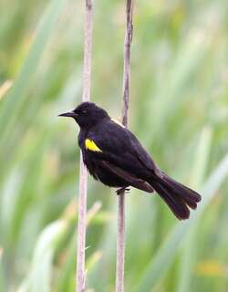 黄翅黑鹂 / Yellow-winged Blackbird / Agelasticus thilius