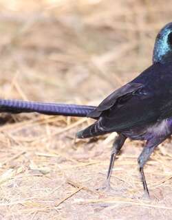 米氏辉椋鸟 / Meves’s Starling / Lamprotornis mevesii