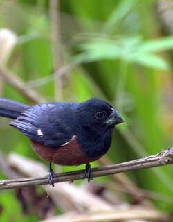 小籽雀 / Chestnut-bellied Seed Finch / Sporophila angolensis