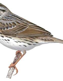 稀树草鹀 / Savannah Sparrow / Passerculus sandwichensis