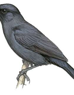 福氏黑鵙 / Fülleborn’s Boubou / Laniarius fuelleborni