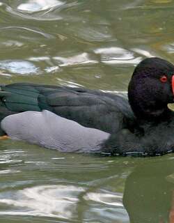 粉嘴潜鸭 / Rosy-billed Pochard / Netta peposaca