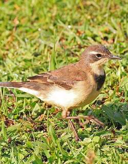 海角鹡鸰 / Cape Wagtail / Motacilla capensis