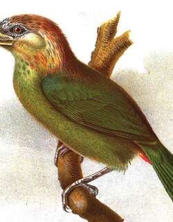 红臀拟䴕 / Red-vented Barbet / Psilopogon lagrandieri