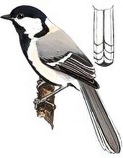 西域山雀 / Turkestan Tit