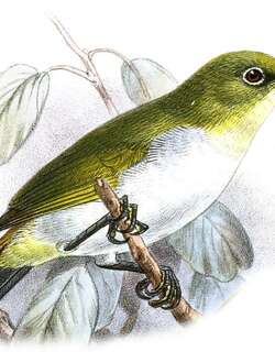 黄喉绣眼鸟 / Yellow-throated White-eye / Zosterops metcalfii