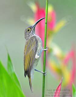 淡色捕蛛鸟 / Pale Spiderhunter / Arachnothera dilutior