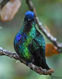 火喉蜂鸟 / Fiery-throated Hummingbird / Panterpe insignis