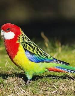 澳东玫瑰鹦鹉 / Eastern Rosella / Platycercus eximius