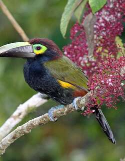 黄耳小巨嘴鸟 / Yellow-eared Toucanet / Selenidera spectabilis