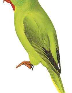 红颏鹦鹉 / Red-chinned Lorikeet / Charmosyna rubrigularis
