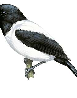 雅岛王鹟 / Yap Monarch / Monarcha godeffroyi