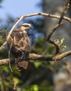 吕宋蜂鹰 / Philippine Honey Buzzard / Pernis steerei