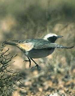 红腰䳭 / Red-rumped Wheatear / Oenanthe moesta