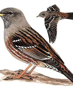 领岩鹨 / Alpine Accentor / Prunella collaris