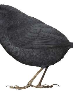 大脚窜鸟 / Large-footed Tapaculo / Scytalopus macropus