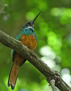 棕尾鹟䴕 / Rufous-tailed Jacamar / Galbula ruficauda