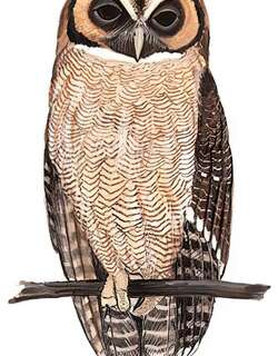 褐林鸮 / Brown Wood Owl / Strix leptogrammica