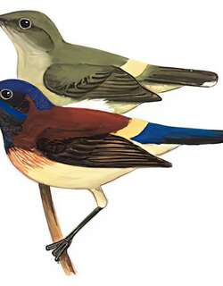 黑胸太阳鸟 / Black-throated Sunbird / Aethopyga saturata