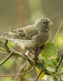 黄斑石雀 / Yellow-spotted Bush Sparrow / Gymnoris pyrgita
