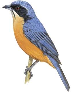栗腹唐纳雀 / Chestnut-bellied Mountain Tanager / Dubusia castaneoventris