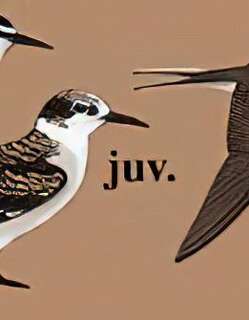 褐翅燕鸥 / Bridled Tern / Onychoprion anaethetus