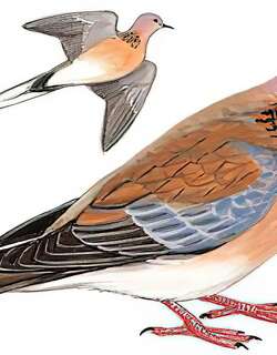 棕斑鸠 / Laughing Dove / Spilopelia senegalensis
