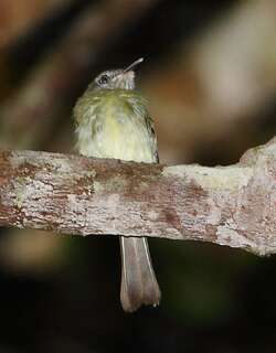 白眼哑霸鹟 / White-eyed Tody-Tyrant / Hemitriccus zosterops