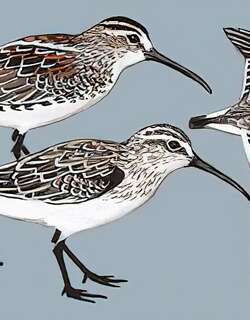 阔嘴鹬 / Broad-billed Sandpiper / Calidris falcinellus