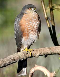 纹腹鹰 / Sharp-shinned Hawk / Accipiter striatus