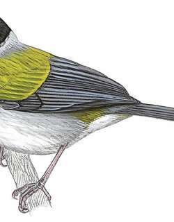 金翅金肩雀 / Golden-winged Sparrow / Arremon schlegeli