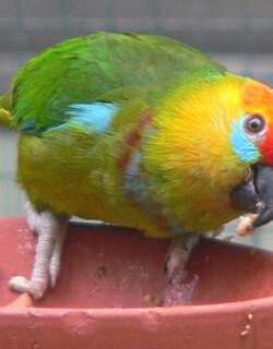 德氏果鹦鹉 / Large Fig Parrot / Psittaculirostris desmarestii