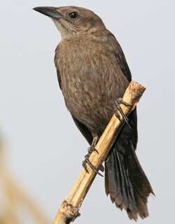 辉拟八哥 / Carib Grackle / Quiscalus lugubris