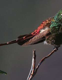 红尾慧星蜂鸟 / Red-tailed Comet / Sappho sparganurus