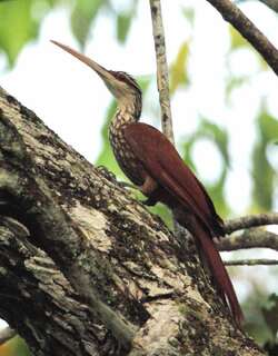 长嘴䴕雀 / Long-billed Woodcreeper / Nasica longirostris