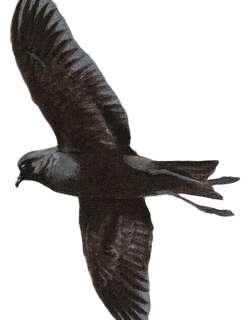 白喉海燕 / Polynesian Storm Petrel / Nesofregetta fuliginosa