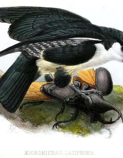 白额小隼 / White-fronted Falconet / Microhierax latifrons