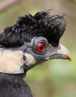 冠珠鸡 / Crested Guineafowl / Guttera pucherani