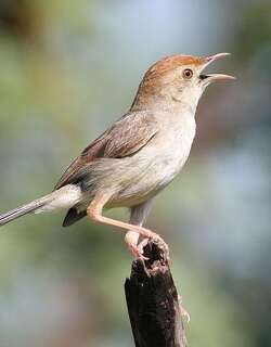 笛声扇尾莺 / Neddicky / Cisticola fulvicapilla