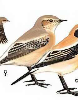 漠鵖 / Desert Wheatear