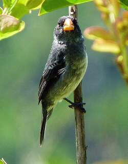 灰食籽雀 / Grey Seedeater / Sporophila intermedia