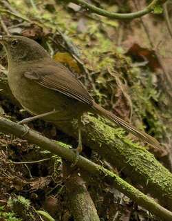 马岛薮莺 / Malagasy Brush Warbler / Nesillas typica
