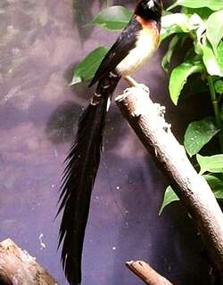 宽尾维达雀 / Broad-tailed Paradise Whydah / Vidua obtusa