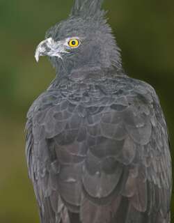 黑栗雕 / Black-and-chestnut Eagle / Spizaetus isidori
