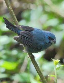 蓝大彩鹀 / Glaucous-blue Grosbeak / Cyanoloxia glaucocaerulea