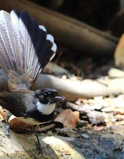 斑扇尾鹟 / Malaysian Pied Fantail / Rhipidura javanica