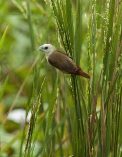 淡色文鸟 / Pale-headed Munia / Lonchura pallida