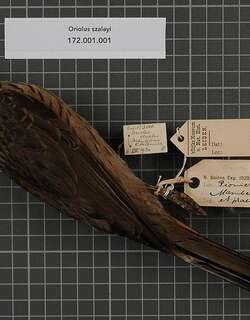 褐鹂 / Brown Oriole / Oriolus szalayi